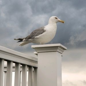 Meet your Posher, Diana